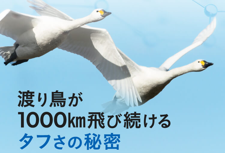 渡り鳥が1000km飛び続けるタフさの秘密